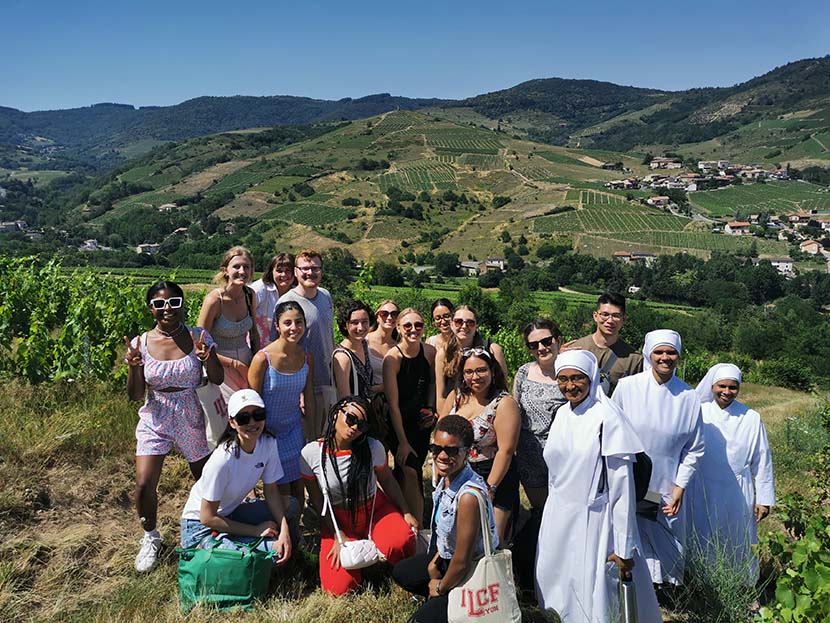 Beaujolais vignes