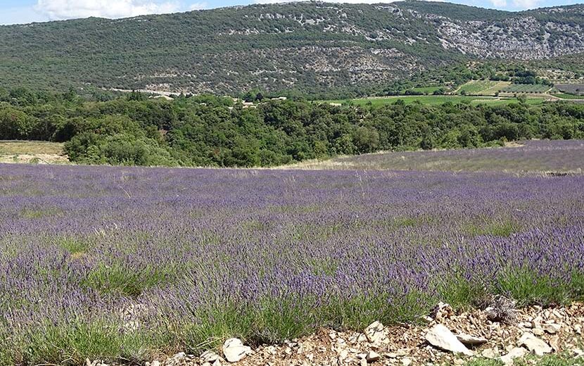 Drôme provençale champs de lavande